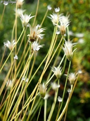 Catananche lutea