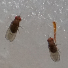 Drosophila immigrans