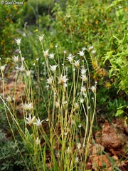 Catananche lutea