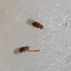 Drosophila immigrans