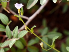 Convolvulus pentapetaloides