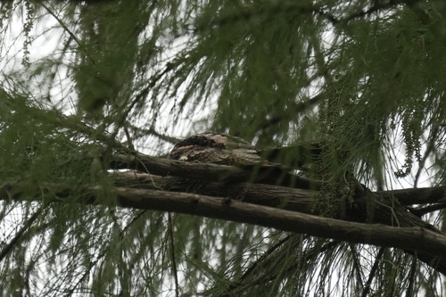 Gray Nightjar