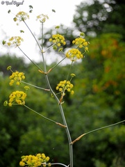 Ferula tingitana