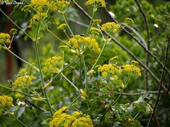 Ferula tingitana