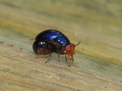 Celyphidae
