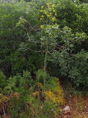 Ferula tingitana