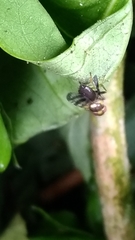 Rhagoletis cerasi