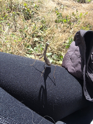 Carolina Mantis