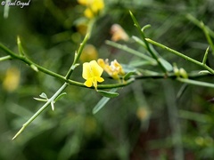Genista fasselata