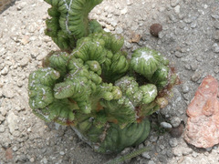 Cereus forbesii