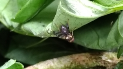 Rhagoletis cerasi
