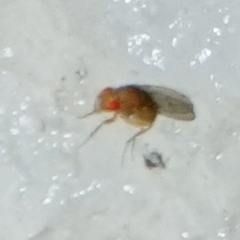 Drosophila immigrans