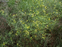 Genista fasselata