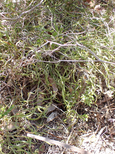 Conospermum capitatum (Conospermum capitatum)