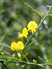 Genista fasselata