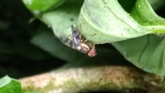 Rhagoletis cerasi
