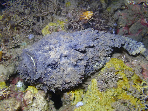 Synanceia verrucosa observed 2026-09-26