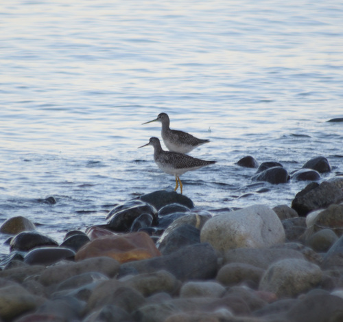Greater Yellowlegs