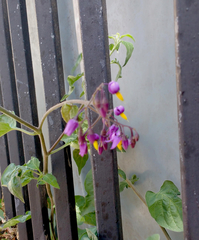Solanum dulcamara