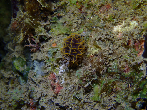 Halgerda wasinensis observed 2026-09-26