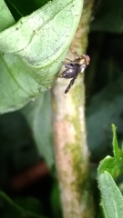 Rhagoletis cerasi