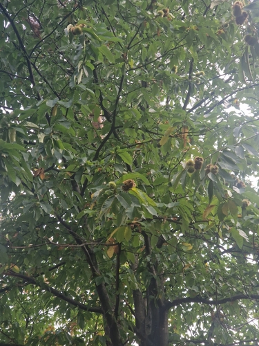 Sweet Chestnut