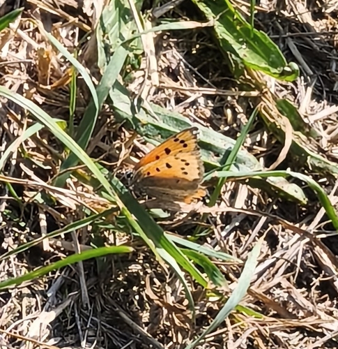Small Copper