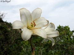 Lilium candidum