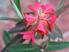 Euphorbia griffithii