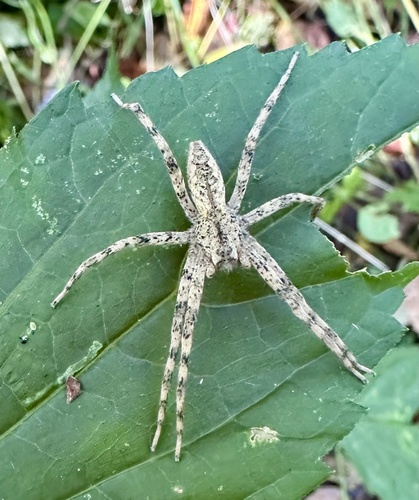 American Nursery Web Spider