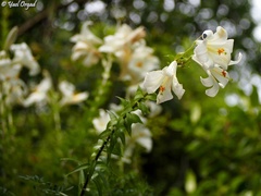 Lilium candidum
