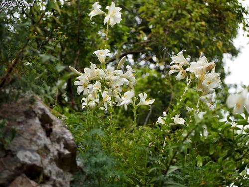 Azucena Blanca (Lilium candidum) · NaturaLista Colombia