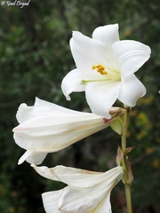 Lilium candidum