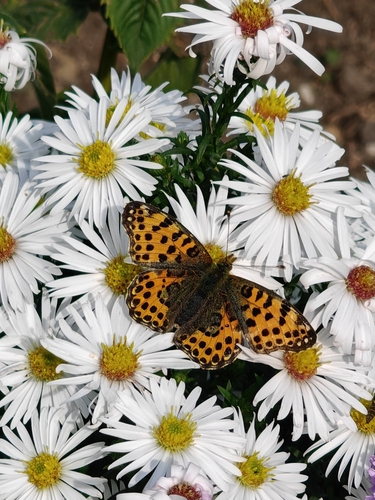 Queen of Spain Fritillary