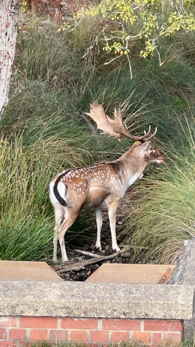 European Fallow Deer