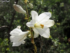 Lilium candidum