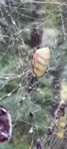 Joro Spider