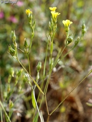 Linum corymbulosum