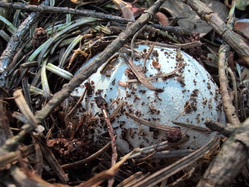 common stinkhorn