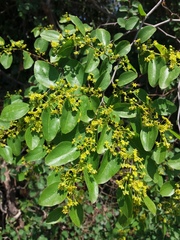 Paliurus spina-christi