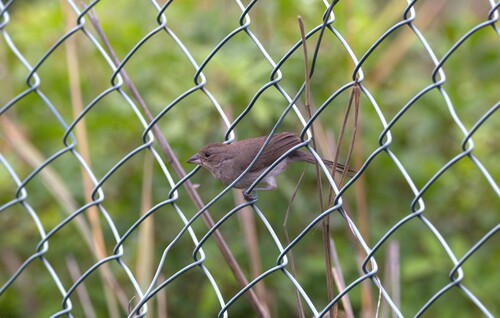 Pileated Finch