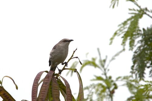 Tropical Mockingbird