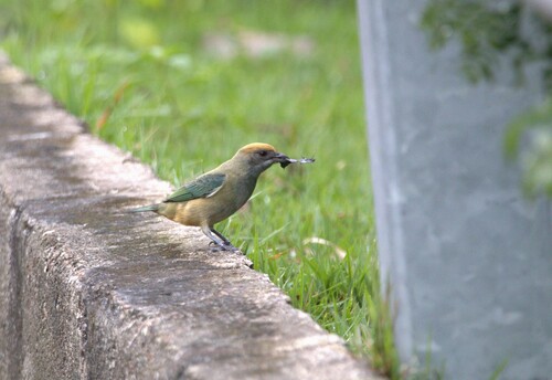 Burnished-buff Tanager