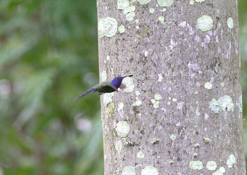 Swallow-tailed Hummingbird