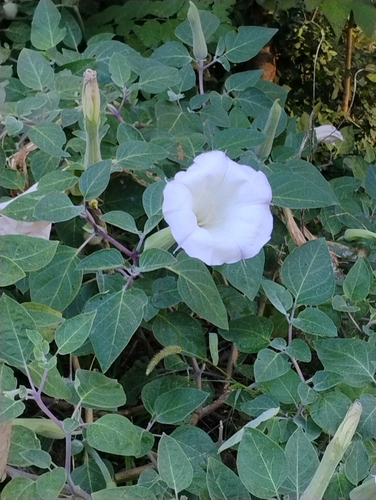 Sacred Datura
