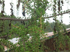 Larix griffithii