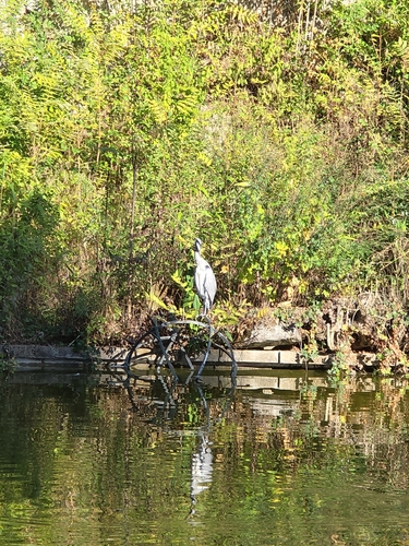 Grey Heron