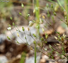 Sabulina tenuifolia