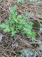 Capnoides sempervirens