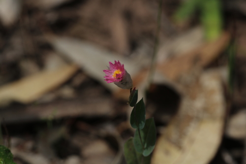 Rhodanthe manglesii, 2026-10-04
